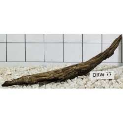 Dragonwood 77