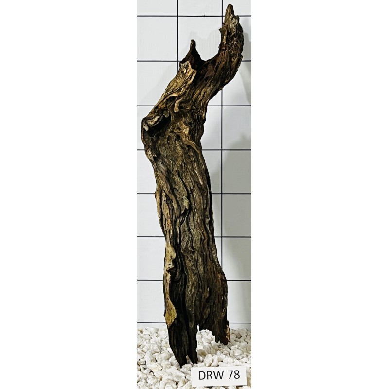 Dragonwood 78