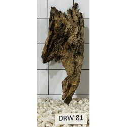 Dragonwood 81