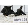Dragonwood 129