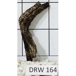 Dragonwood 164