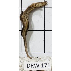 Dragonwood 171