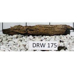 Dragonwood 175
