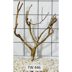 Talawawood 446