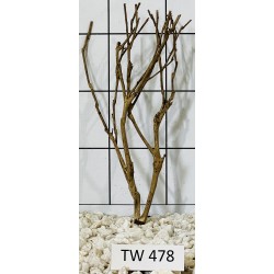 Talawawood 478