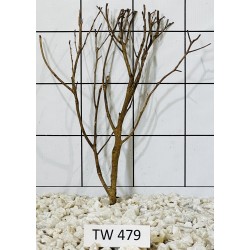 Talawawood 479