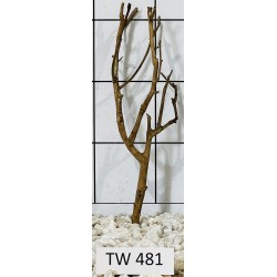 Talawawood 481