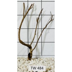 Talawawood 484