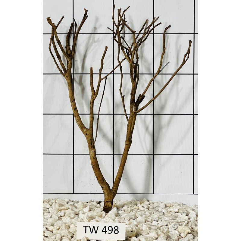 Talawawood 498