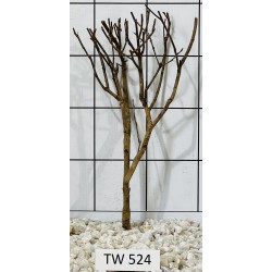Talawawood 524