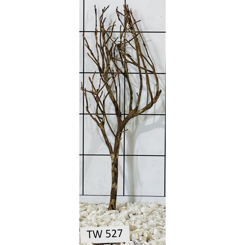 Talawawood 527
