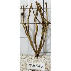 Talawawood 546