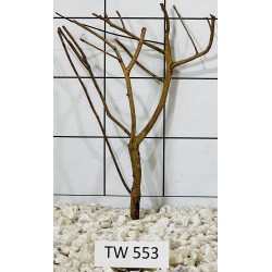 Talawawood 553