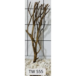 Talawawood 555