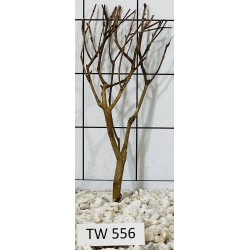 Talawawood 556