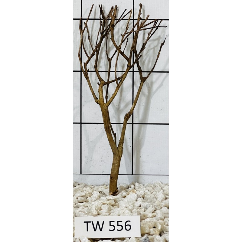 Talawawood 556