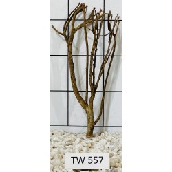Talawawood 557