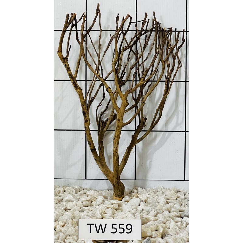 Talawawood 559