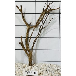 Talawawood 560
