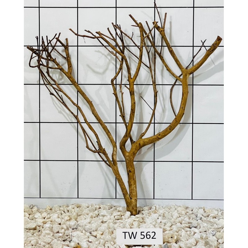 Talawawood 562