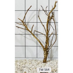 Talawawood 564