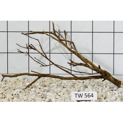 Talawawood 564