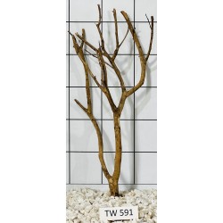Talawawood 591