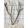 Talawawood 593