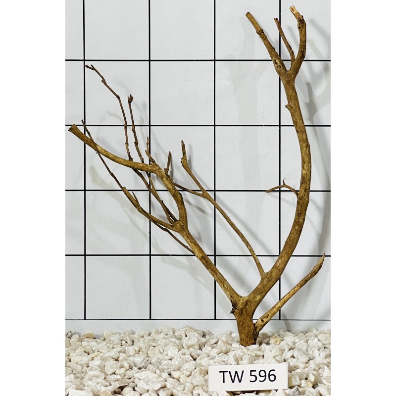 Talawawood 596