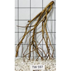 Talawawood 597