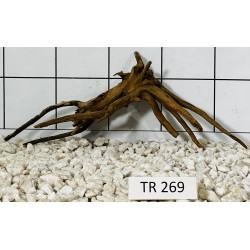 Spiderwood 269