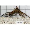 Spiderwood 269