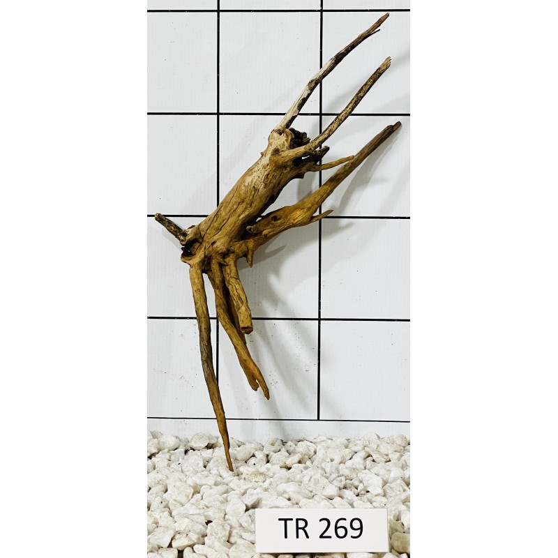 Spiderwood 269