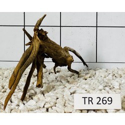 Spiderwood 269