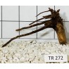 Spiderwood 272