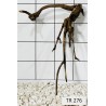 Spiderwood 276