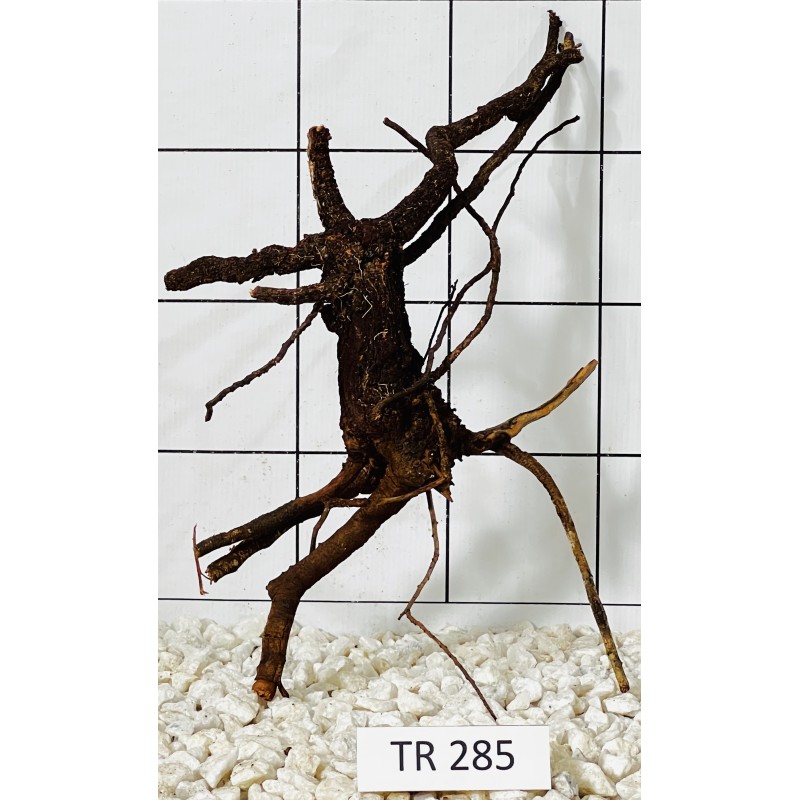 Spiderwood 285