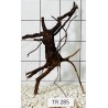 Spiderwood 285