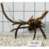 Spiderwood 287