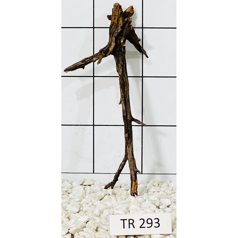 Spiderwood 293