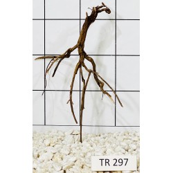 Spiderwood 297