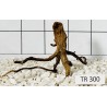 Spiderwood 300