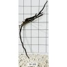 Spiderwood 308