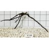 Spiderwood 308