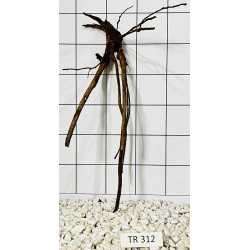 Spiderwood 312