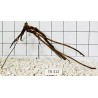 Spiderwood 312