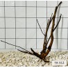Spiderwood 312