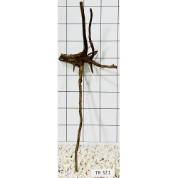 Spiderwood 321