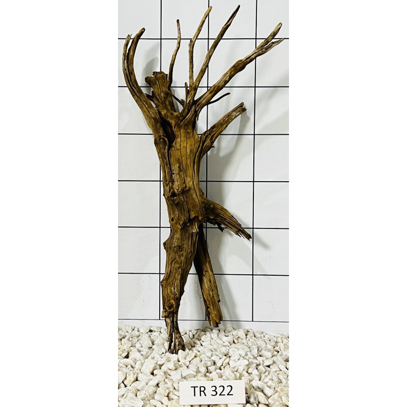 Spiderwood 322