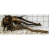 Spiderwood 338